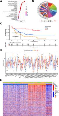 Identification of a prognostic model based on costimulatory molecule-related subtypes and characterization of tumor microenvironment infiltration in acute myeloid leukemia